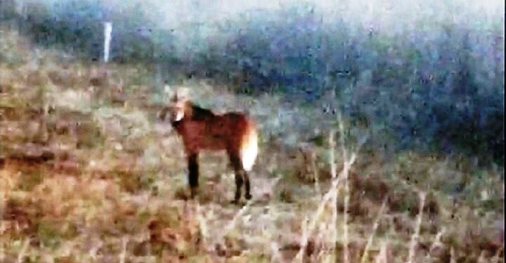 Avistaron un Aguará Guazú en La Pampa luego de 200 años de ausencia en la provincia