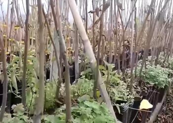 El Senasa controló la sanidad de plantas de nuez pecán para exportar a Uruguay