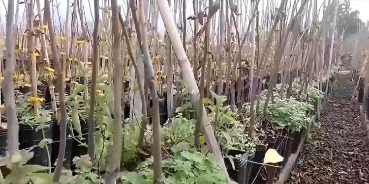 El Senasa controló la sanidad de plantas de nuez pecán para exportar a Uruguay