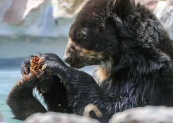 Ecuador está tras la pista de unos “gigantes” osos solitarios