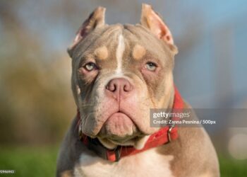 El Gobierno británico prohibirá la raza de perro American Bully XL