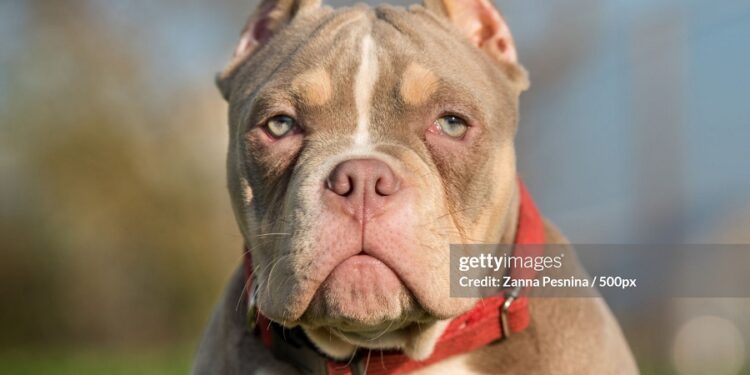 El Gobierno británico prohibirá la raza de perro American Bully XL