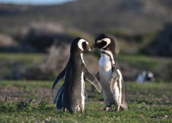 Comenzaron a llegar los primeros pingüinos de la temporada a las costas de Chubut