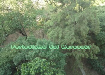 Misiones pidió extremar los cuidados contra el mosquito Aedes aegypti para evitar una epidemia