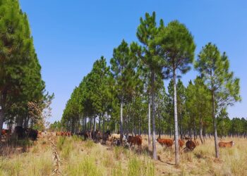 Estudian el impacto de la sequía en sistemas silvopastoriles