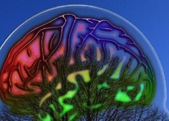 Primer mapa neuronal del área del lenguaje del cerebro