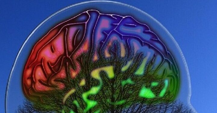 Primer mapa neuronal del área del lenguaje del cerebro