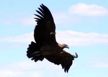 Liberaron con éxito tres pichones de cóndor andino y ya suman 69 aves devueltas a la naturaleza