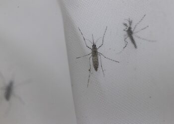 La OMS recomienda la primera vacuna contra el dengue, cuya transmisión crece en Latinoamérica