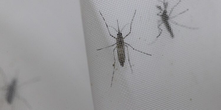 La OMS recomienda la primera vacuna contra el dengue, cuya transmisión crece en Latinoamérica