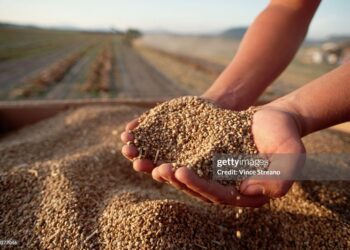 Acuerdan un aumento de 37% en la tarifa del flete de espigas, semillas y agroquímicos
