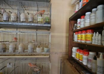 Rescataron en Villa Luro 65 aves hacinadas en un criadero ilegal