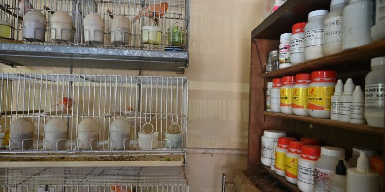 Rescataron en Villa Luro 65 aves hacinadas en un criadero ilegal