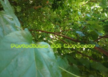 Las plantas también pueden ver y su visión podría ser algo único