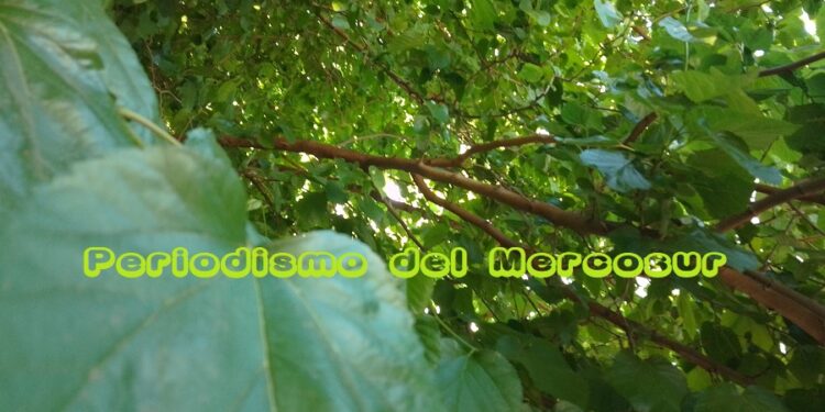 Las plantas también pueden ver y su visión podría ser algo único