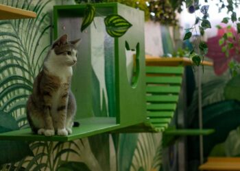 Llegan las vacaciones, ¿y a quién dejo el cuidado de mi de mi familia perruna/gatuna?