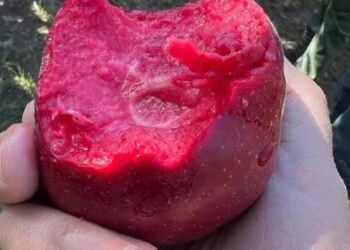 Manzanas de pulpa roja: la innovación de una empresa argentina que es furor en el mundo