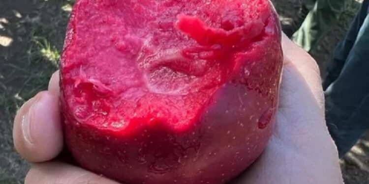 Manzanas de pulpa roja: la innovación de una empresa argentina que es furor en el mundo