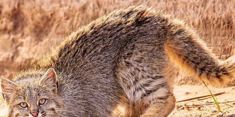 Colocolo, uno de los gatos salvajes más llamativos de Sudamérica