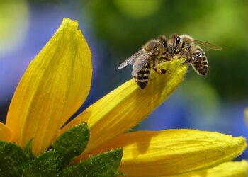 Desarrollan un método único en el mundo para dirigir abejas a zonas cultivadas específicas