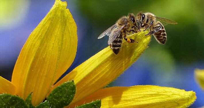 Desarrollan un método único en el mundo para dirigir abejas a zonas cultivadas específicas