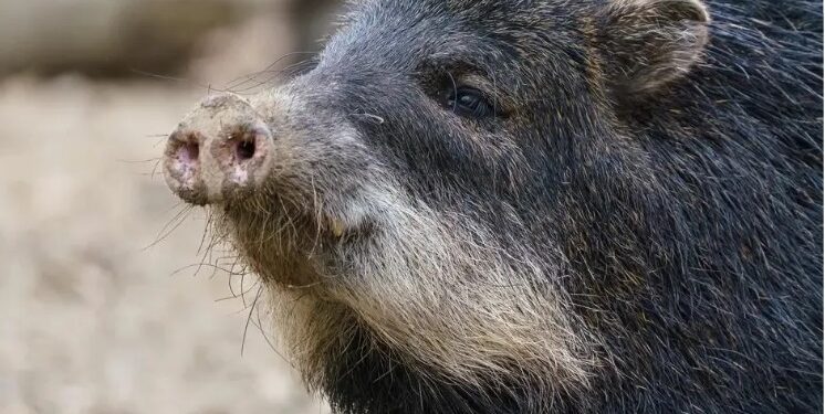 El «fósil viviente» que habita en Argentina y el mundo dio por extinguido desde hace 50 años