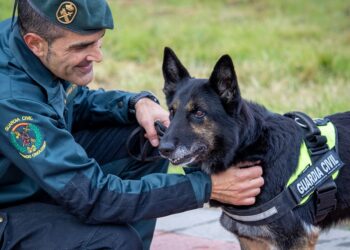 La merecida jubilación de la perra Dora tras 10 años detectando droga en la Guardia Civil