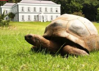 El animal más viejo del mundo celebra su 191 cumpleaños