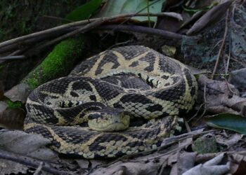 ¿Cuál es la serpiente venenosa más grande de Argentina?