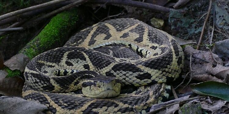 ¿Cuál es la serpiente venenosa más grande de Argentina?