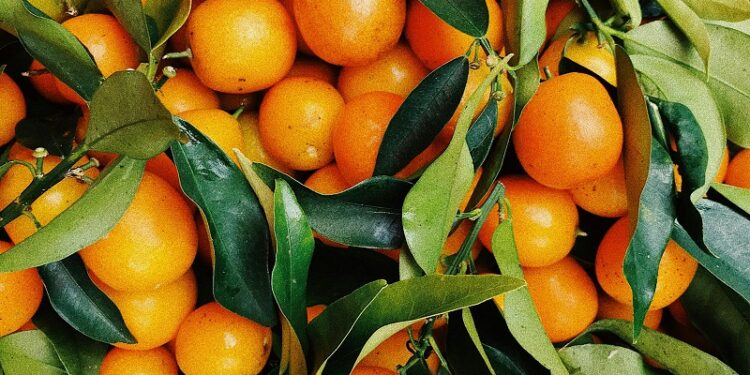 Resaltan en Alemania el rol de la Argentina en la cadena de valor de minerales críticos