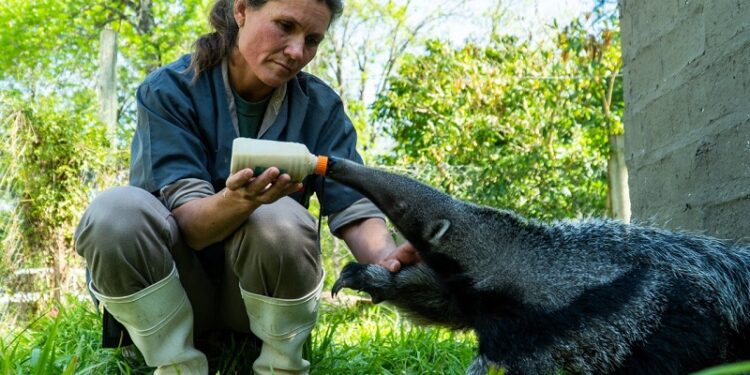 Nació una cría de oso hormiguero en Corrientes tras años de extinción