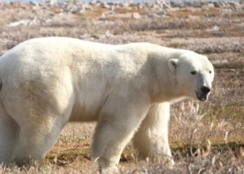 Los osos polares corren el riesgo de morir de inanición si el verano ártico se alarga
