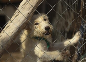 Un refugio para «perros viejos» en Mendoza busca crear conciencia sobre la adopción responsable
