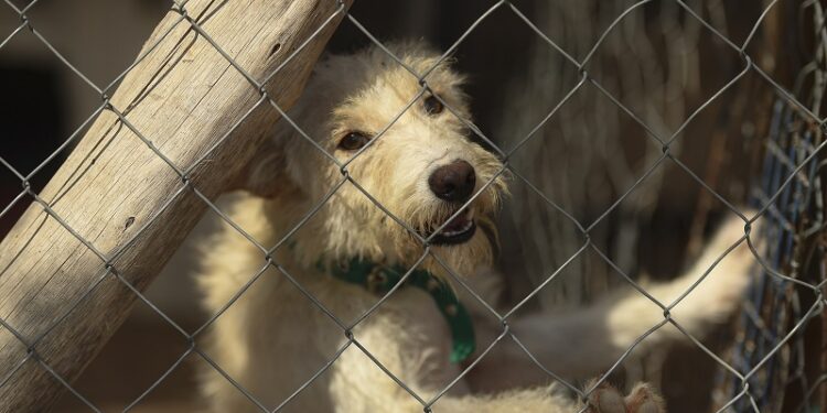 Un refugio para «perros viejos» en Mendoza busca crear conciencia sobre la adopción responsable