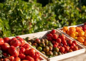 El 18 de febrero se realizará la Segunda edición del “Festival Del Tomate” en Mendoza