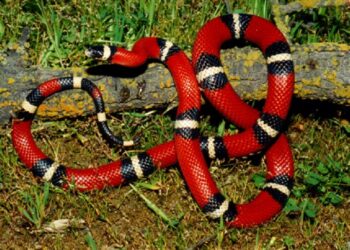 Una víbora mordió a dos jóvenes en Neuquén y realizaron inédito operativo para obtener suero antiofídico