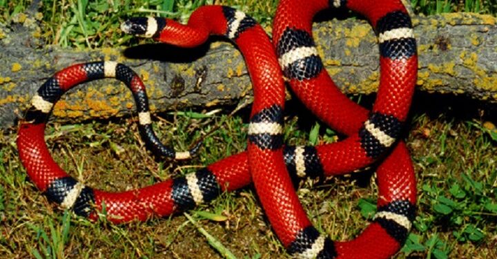 Una víbora mordió a dos jóvenes en Neuquén y realizaron inédito operativo para obtener suero antiofídico