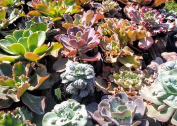 Llega «Expo Cactus Cazón» con miles de Cactus en el pueblo más arbolado de la Argentina