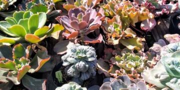 Llega «Expo Cactus Cazón» con miles de Cactus en el pueblo más arbolado de la Argentina
