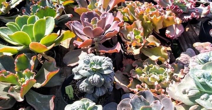 Llega «Expo Cactus Cazón» con miles de Cactus en el pueblo más arbolado de la Argentina
