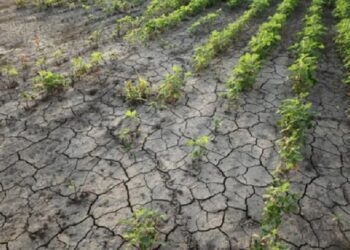 Alarma climática: el nivel de enfriamiento esperado por La Niña ha sido pocas veces visto en los últimos 25 años