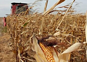 Maíz: productores evalúan cosechar con mayor humedad ante la posibilidad de nuevos daños