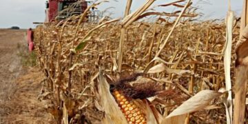 Maíz: productores evalúan cosechar con mayor humedad ante la posibilidad de nuevos daños