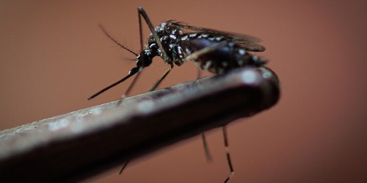 Dengue: radiografía de una infección vírica que se expande en Brasil