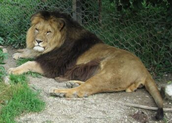 ¿Cuál es y cuánto mide el león más grande del mundo?