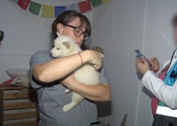 18 perros rescatados y 2 criaderos ilegales fueron clausurados en Mataderos y Villa Crespo