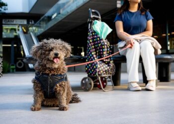 En el Día del Animal, nuestros amigos de 4 patas tendrán su alfombra roja