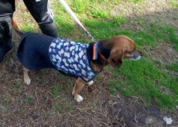 Rescatan  a «Jordan», un perro abandonado, y la responsable imputada ante la Justicia