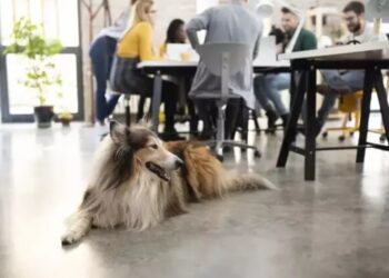 Un manual para que las oficinas sean «Pet friendly»